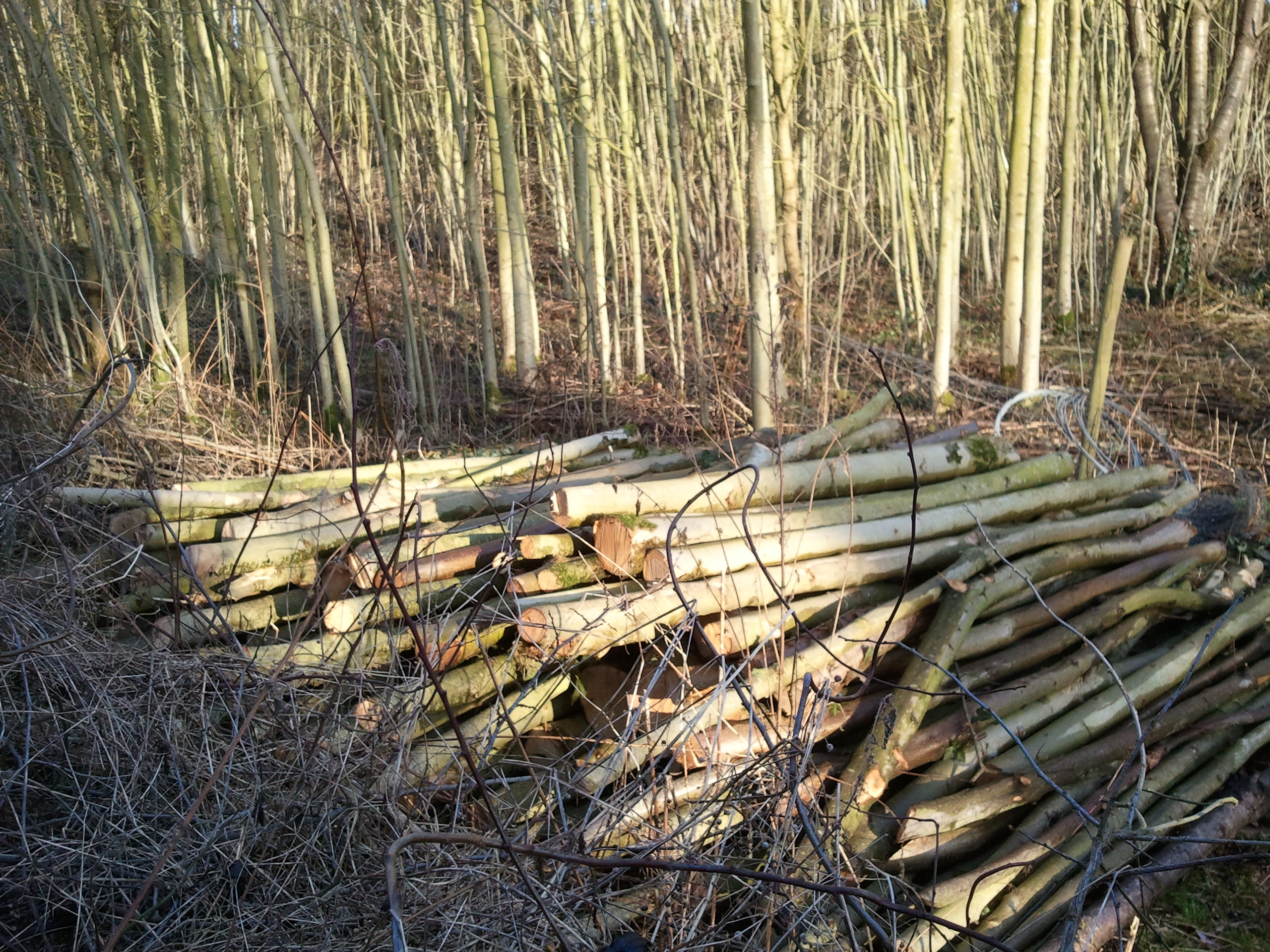 A pile of logs in a woodland, acquired through coppicing