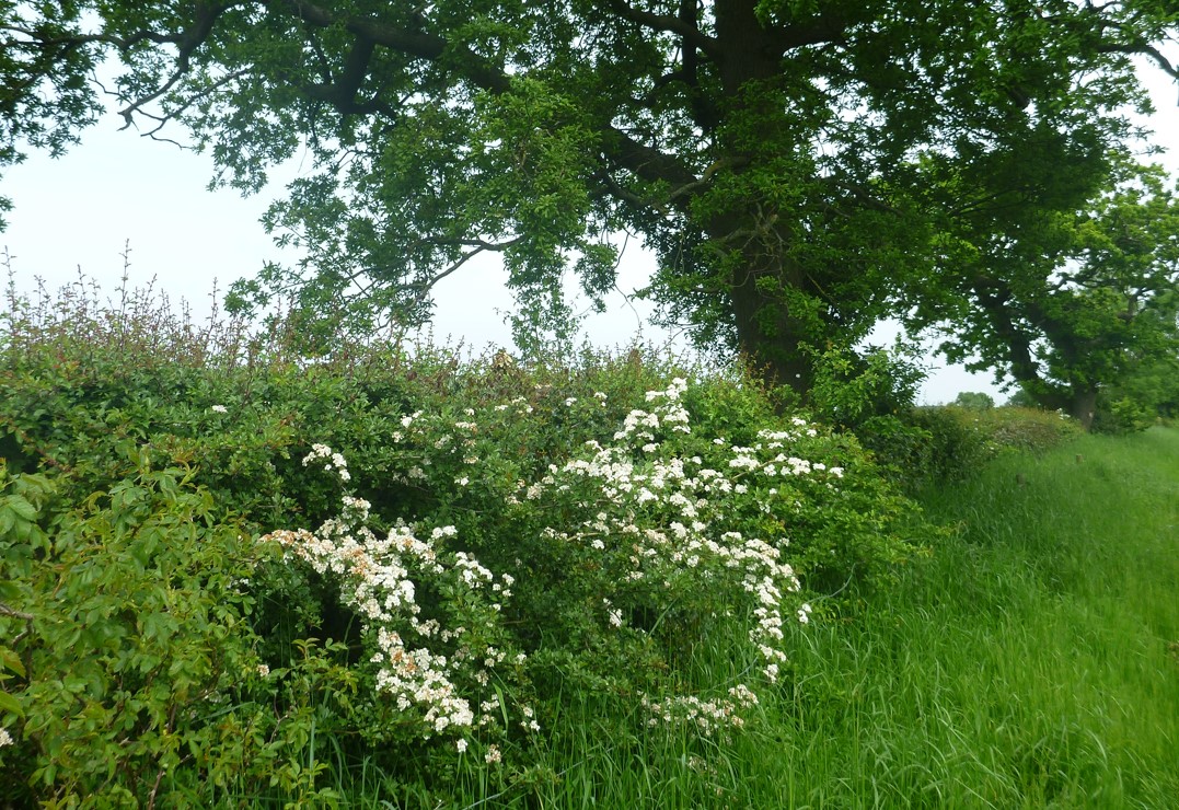 A hedgerow with white flowers