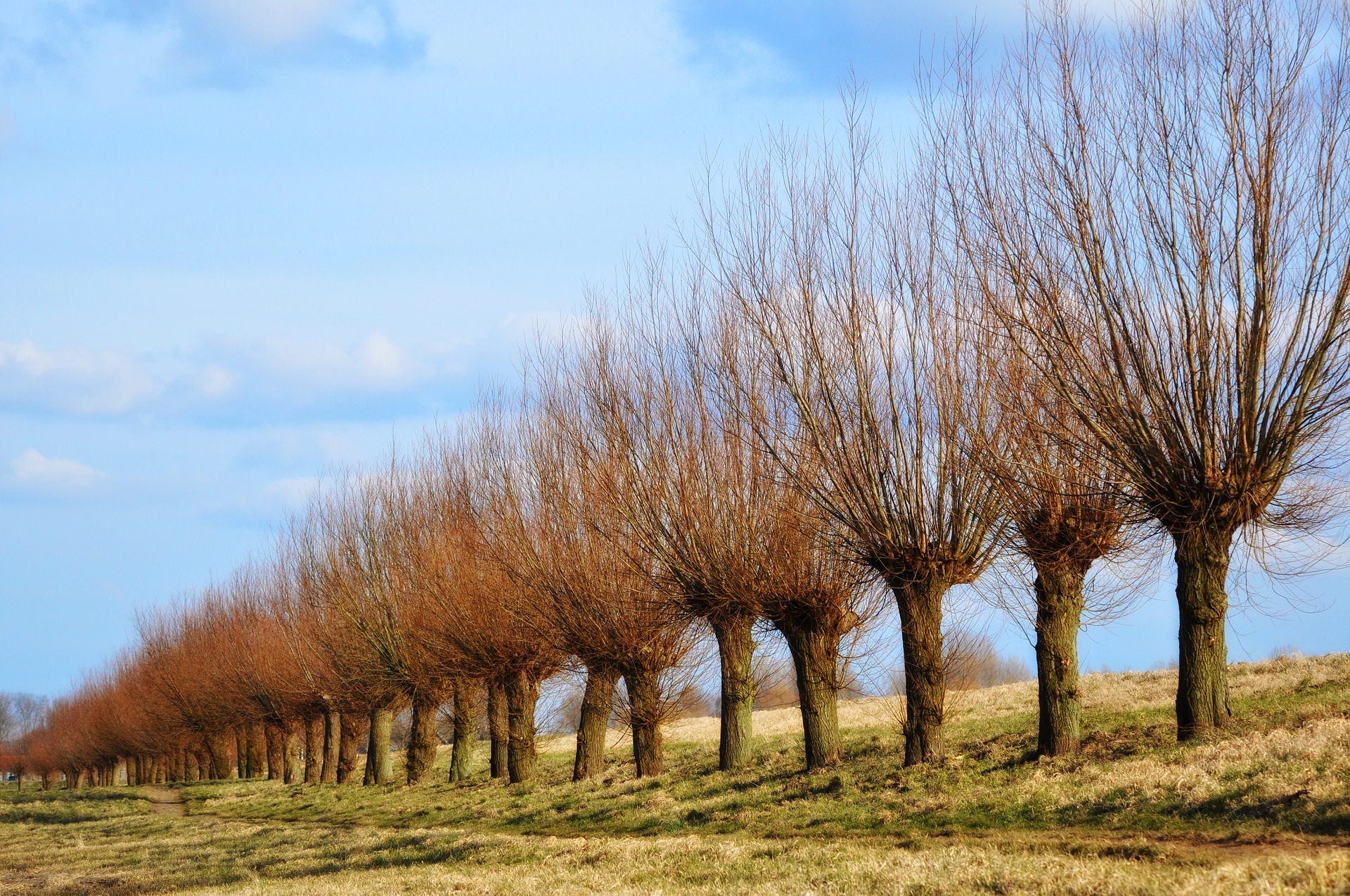 A row of trees on a in a field demonstrating pollarding