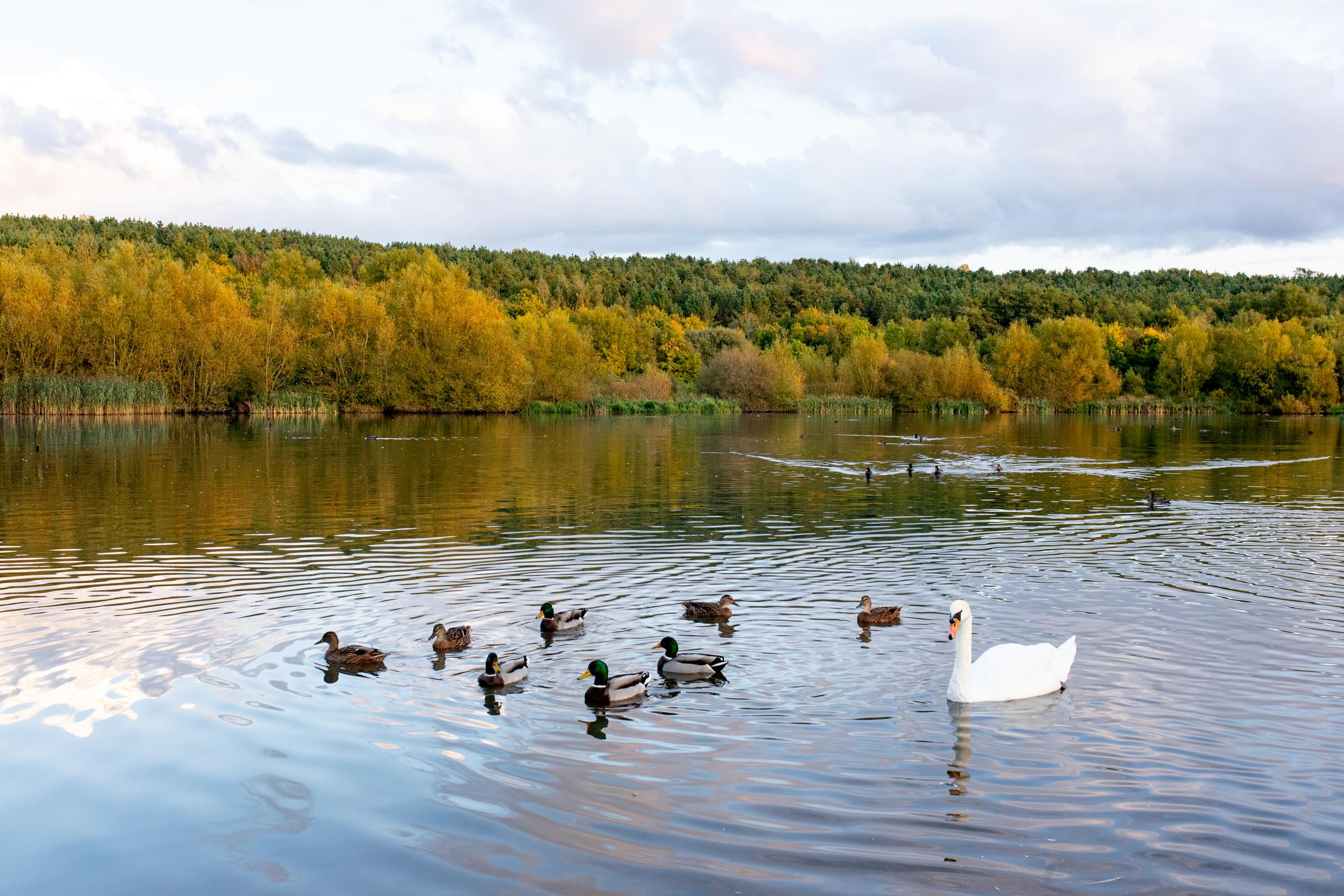 Wildfowl swim on a lake at Sence Valley