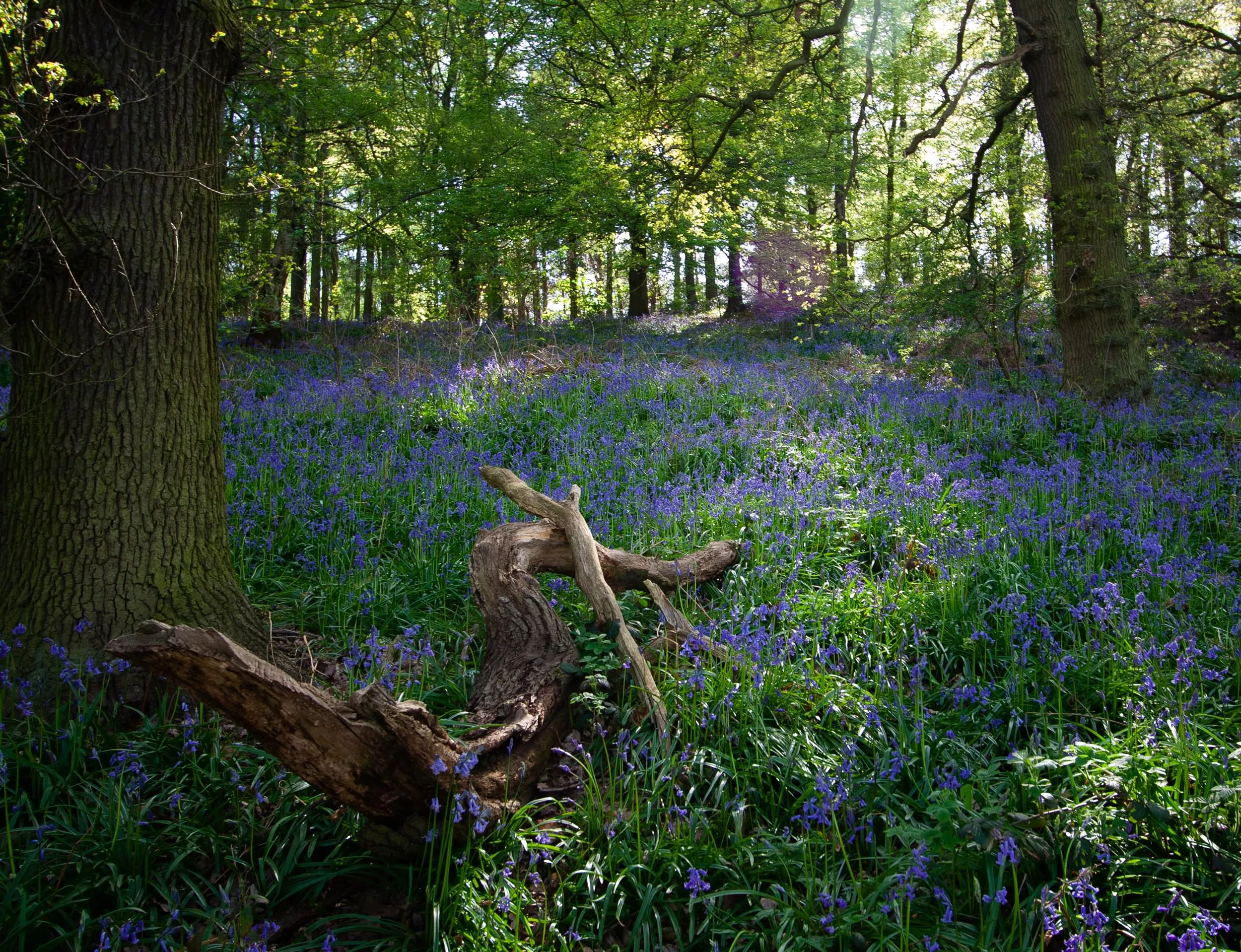 /sites/default/files/2023-09/Bluebells%20at%20Jubilee%20Wood%20-%20Large.jpg