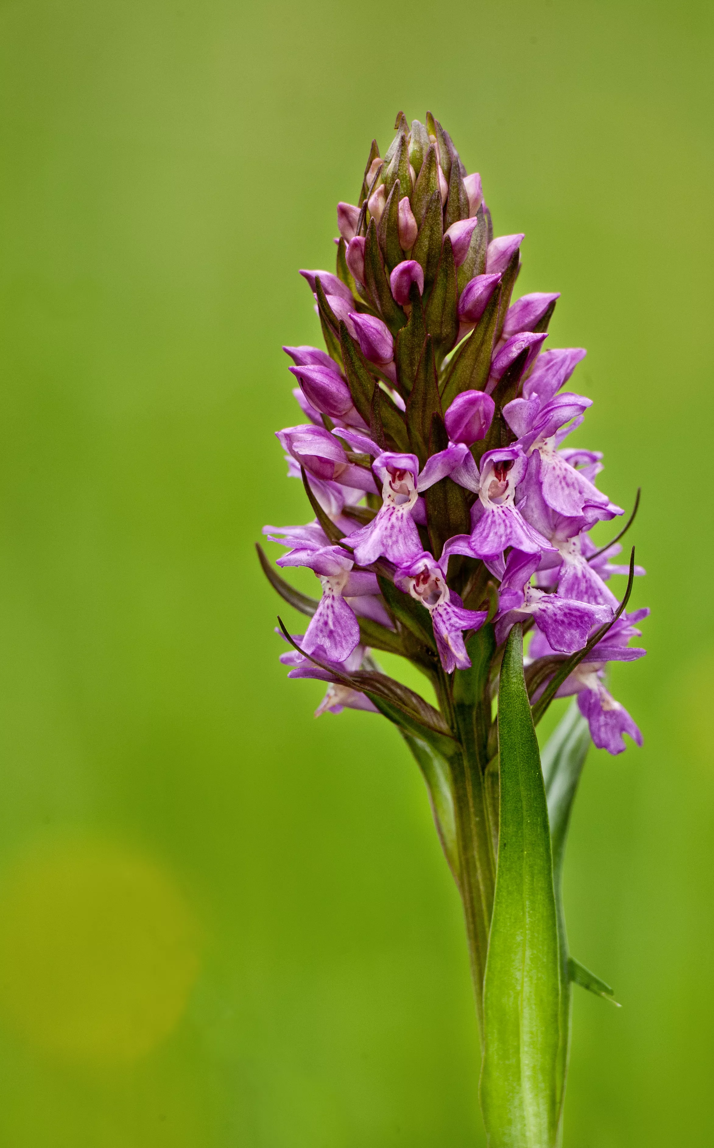 /sites/default/files/2023-10/Marsh%20Orchid%20at%20Oakthorpe.jpg