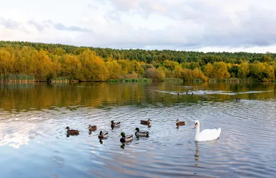 /sites/default/files/2023-08/Wildfowl%20at%20Sence%20Valley%20-%20Large_0.jpg