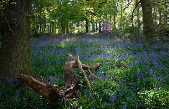 /sites/default/files/2023-09/Bluebells%20at%20Jubilee%20Wood%20-%20Large.jpg