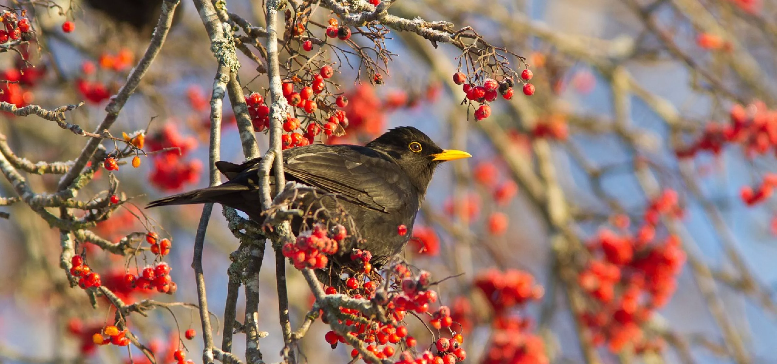 Blackbird in a tree with red berries