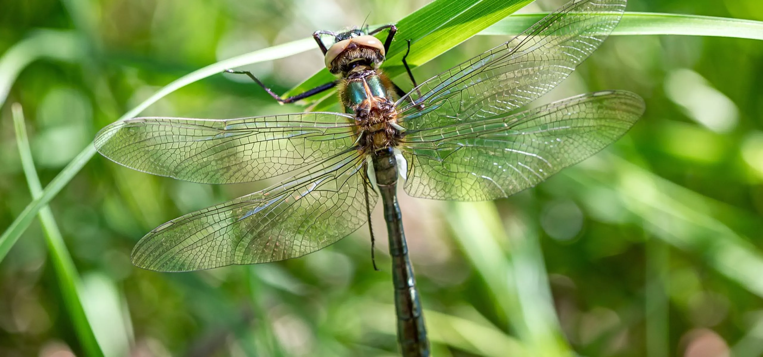 Dragonfly