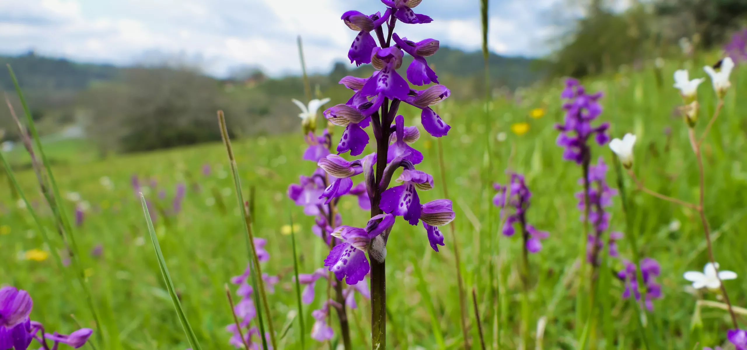 Early Purple Orchid